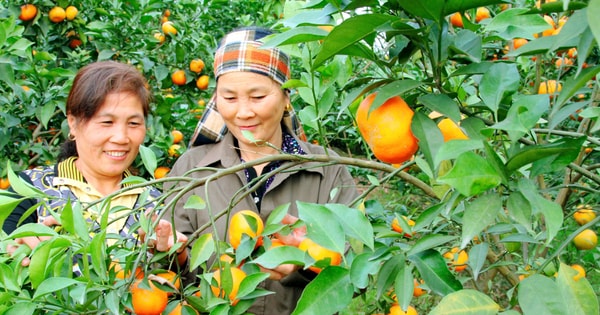 Công văn về việc  triển khai Quyết định ban  hành danh mục loại cây trồng lâu  năm được chuyển đổi trên đất lúa  còn lại trên địa bàn tỉnh Đắk Lắk